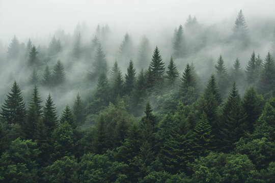 fog in the forest © Alexander