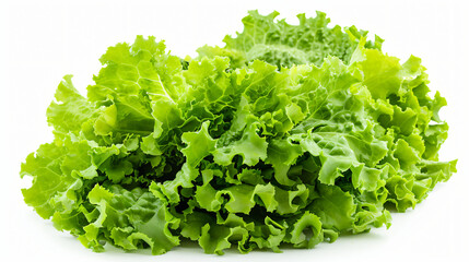 Green oak lettuce isolated on white background.