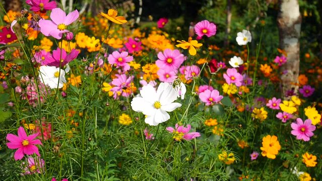 Beautiful cosmos flowers swaying in the breeze with sun light, Alpine meadow with white and yellow daisies flowers, cosmos flower in garden field are blooming beautifully in the morning light