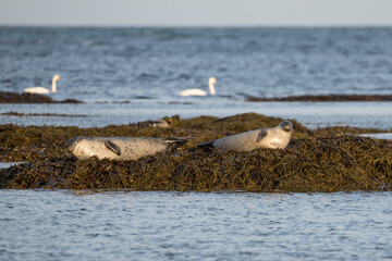 two harbor seals resting in the morning sun on a small island covered with seaweed, with a pair of whooper swans swimming in the background, phoca vitulina, cygnus cygnus © LIMARIO