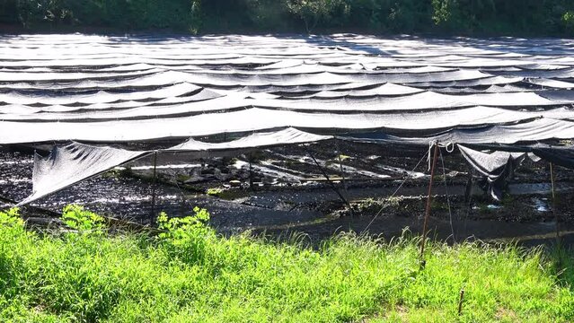 清流が流れる長野県安曇野に広がるワサビ田の風景  寒冷紗で日除けをしたわさびの水栽培 4K  2023年8月29日