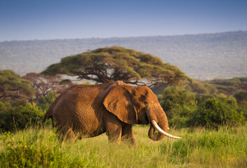 Duży samotny słoń w zachodzącym słońcu Parku Narodowego Amboseli Kenia - obrazy, fototapety, plakaty