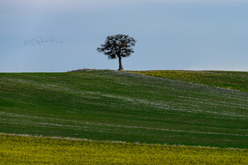 Solitary Tree on a Layered Hillside with Flock of Birds in Flight