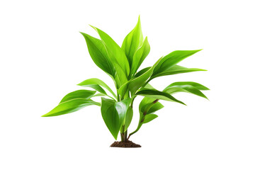 Green Plant Isolated On Transparent Background