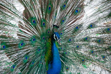 Obraz premium The peacock's wings were fully spread out, revealing a green,gray and blue pattern on the wings.