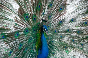 Fotobehang The peacock's wings were fully spread out, revealing a green,gray and blue  pattern on the wings. © Nipaporn
