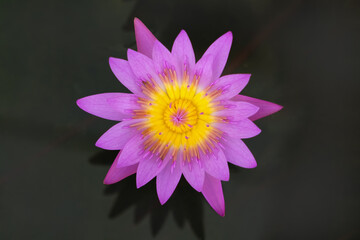 Close-up of Pink lotus flower on black water background in lotus pond.