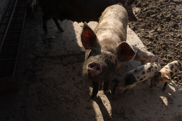 Portrait of a pink pig in a pen on a farm