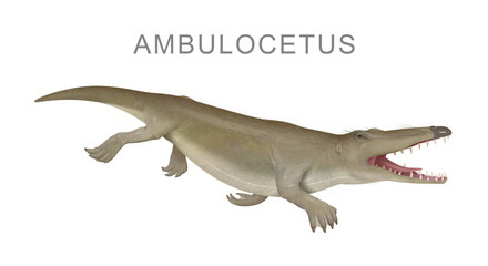 Ambulocetus prehistoric whale ancestor, illustration © Aldona