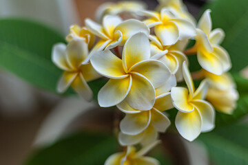 White Frangipani flower Plumeria alba with green leaves close-up blurred background
