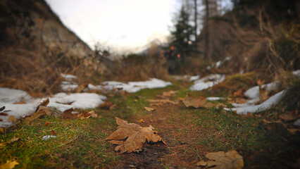Dry golden maple leaves under the snow