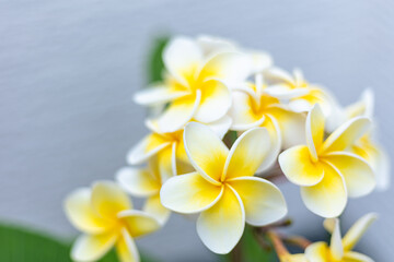 White Frangipani flower Plumeria alba with green leaves close-up blurred background