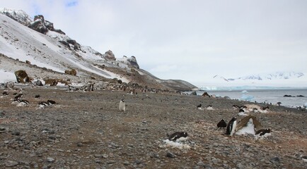 Gentoo Penguin (Pygoscelis papua) colony on a beach at Brown Bluff, Antarctica.