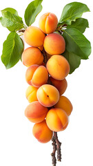 Ripe apricots with green leaves on a white background.