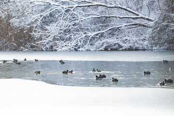 Common gallinule, Gallinula galeata moorhen swimming in a pond, snow covered landscape in winter,...