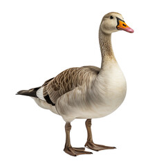 Goose clip art