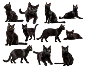 Set of black cats