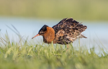 Ruff - male bird at a wetland on the mating season in spring