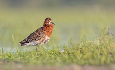 Ruff - male bird at a wetland on the mating season in spring