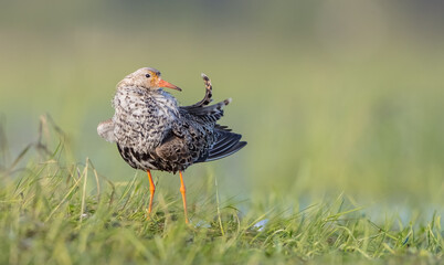 Ruff - male bird at a wetland on the mating season in spring