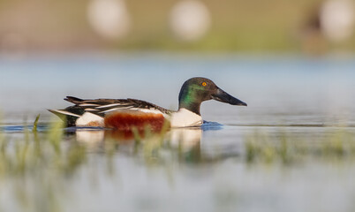 Northern shoveler - male at a wetland in spring