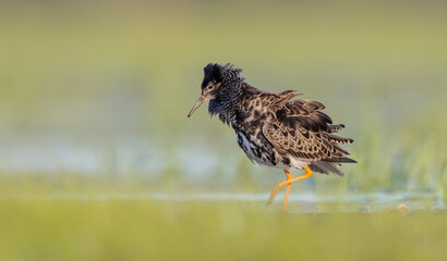 Ruff - male bird at a wetland on the mating season in spring