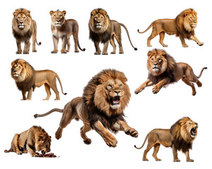 Collection of lion isolated on white