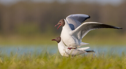 Black-headed Gull - at the mating season in spring at a wetland