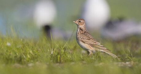 Eurasian skylark - male bird in spring at ta wetland
