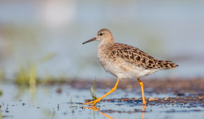 Ruff -  female feeding at the wetland on the mating season in spring