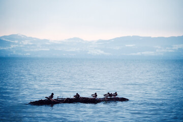 Sechs Enten auf einem Holzstamm schwimmen im Wasser des Bodensee. Kalter Wintertag, im Hintergrund die Alpen mit Schnee.