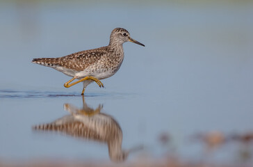 Wood Sandpiper  - in spring on the migration way at wetland