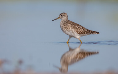 Wood Sandpiper  - in spring on the migration way at wetland