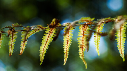 Macro de feuilles de foug&egrave;re sauvages, aux teintes de l'automne