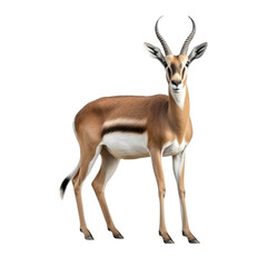 Gazelle clip art