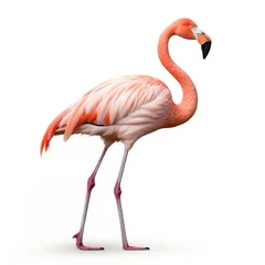 Fotobehang Photo of flamingo isolated on white background © lensvault