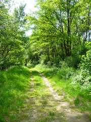 Ein Wanderweg führt durch das lichte Grün des Auwaldes im Frühling.