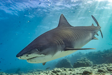 Obraz premium Tiger shark side towards camera