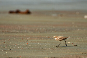 A plover bird with a cute look. Bird: Kentish Plover. Charadrius alexandrinus. Colorful nature background.