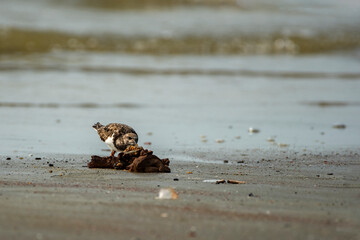 A plover bird with a cute look. Bird: Kentish Plover. Charadrius alexandrinus. Colorful nature background.