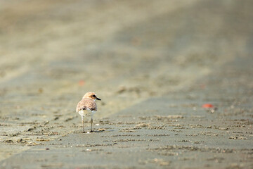 A plover bird with a cute look. Bird: Kentish Plover. Charadrius alexandrinus. Colorful nature background.