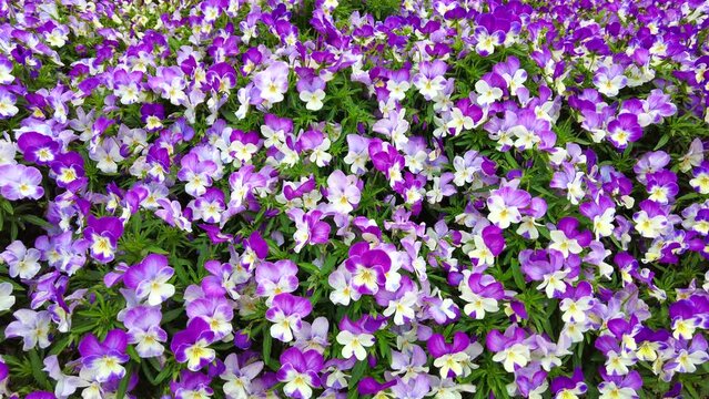 Pan shot of pansy / viola flower garden. 4K