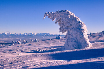 Drzewa w śniegu na Pilsku