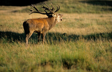 Cerf élaphe, brame, Cervus elaphus