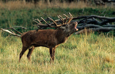 Cerf élaphe, brame, Cervus elaphus