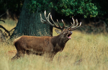 Cerf élaphe, brame, Cervus elaphus