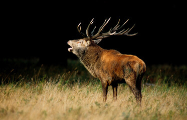 Cerf élaphe, brame, cerf , Cervus elaphus, coucher de soleil