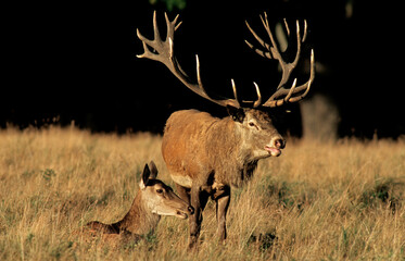Cerf élaphe,  brame, cerf et biche , Cervus elaphus