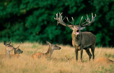 Cerf élaphe,  brame, cerf et biche , Cervus elaphus
