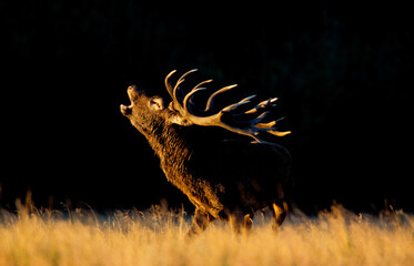 Cerf élaphe, brame, cerf , Cervus elaphus, coucher de soleil